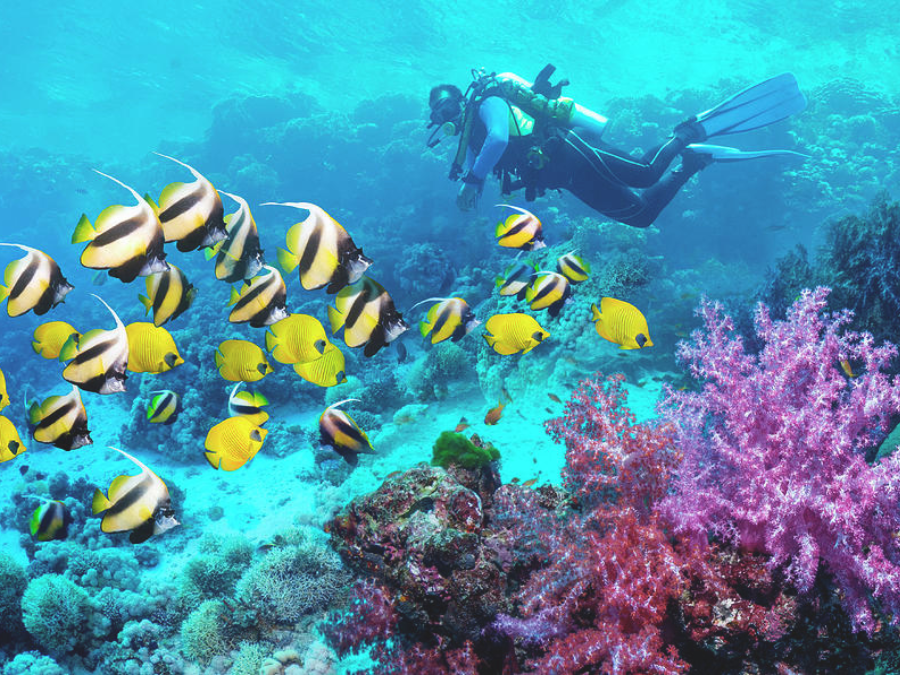 scuba-diving-rate-in-tarkarli-malvan